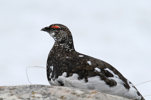 acentor-alpino-aves-alpinas-birdwatching-pirineos