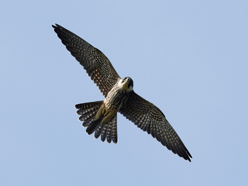 Eurasian Hobby spotted during the Birds of Prey Pyrenees Tour