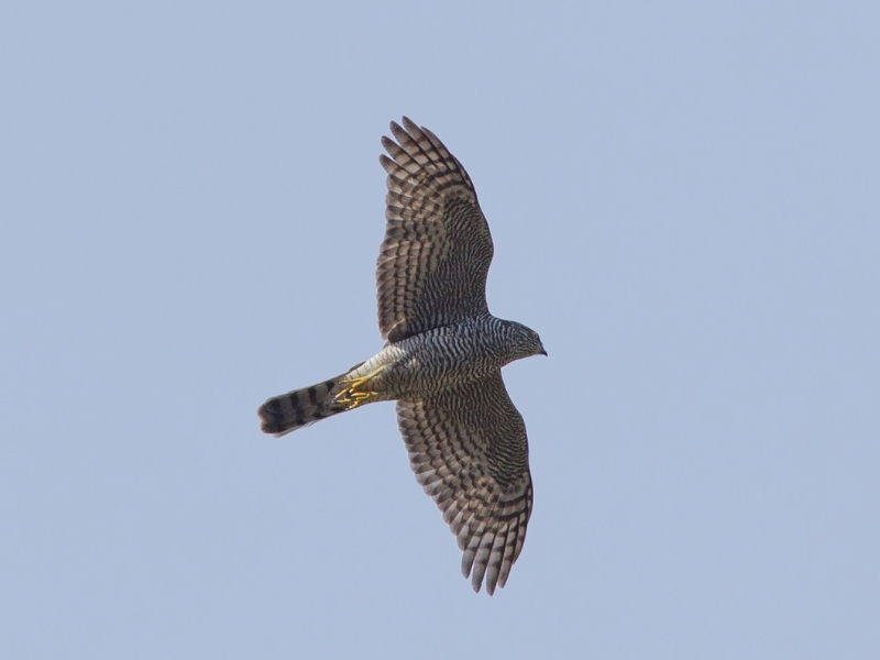 Sparrowhawk flying over the Pyrenees