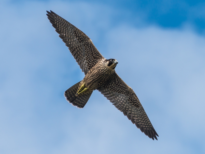 peregrine falcons sighted flying in observation area Birds of Prey Pyrenees observation area