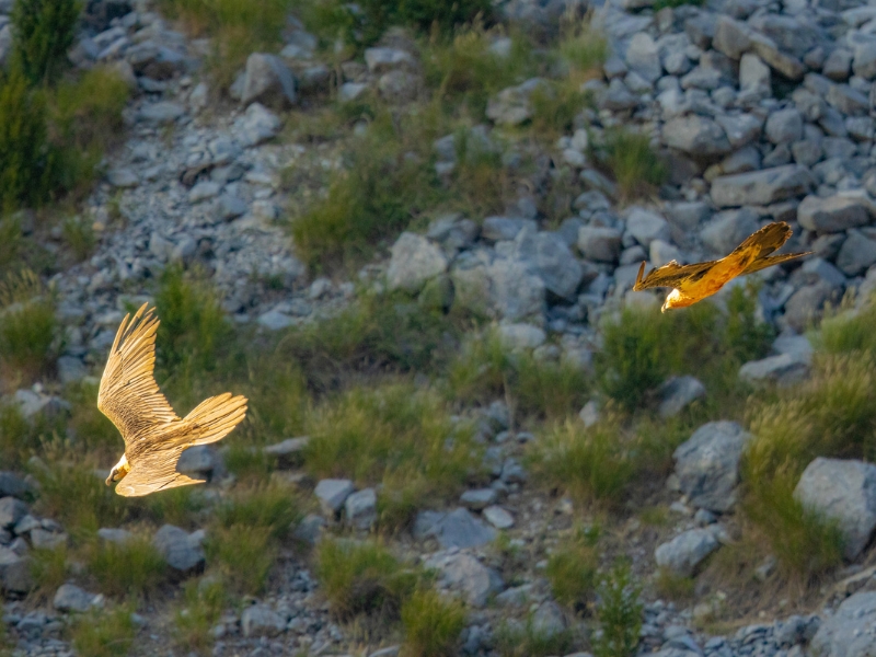 dos quebrantahuesos volando juntos al atardecer en los Pirineos, Huesca