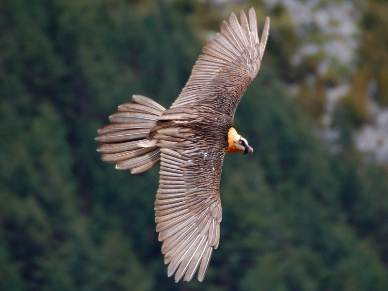 quebrantahuesos volando en zona de aves rapaces del Pirineo