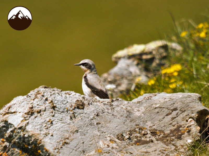 Pájaro del Pirineo posado sobre una roca